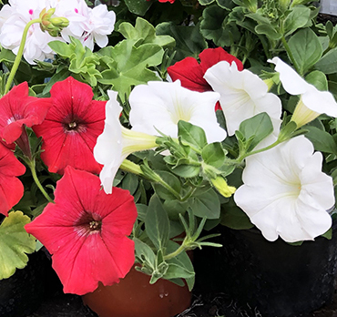discounted bedding plants